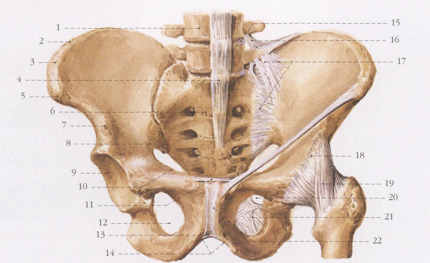 infiliacspine8弓状线arcuateline9髋臼ace